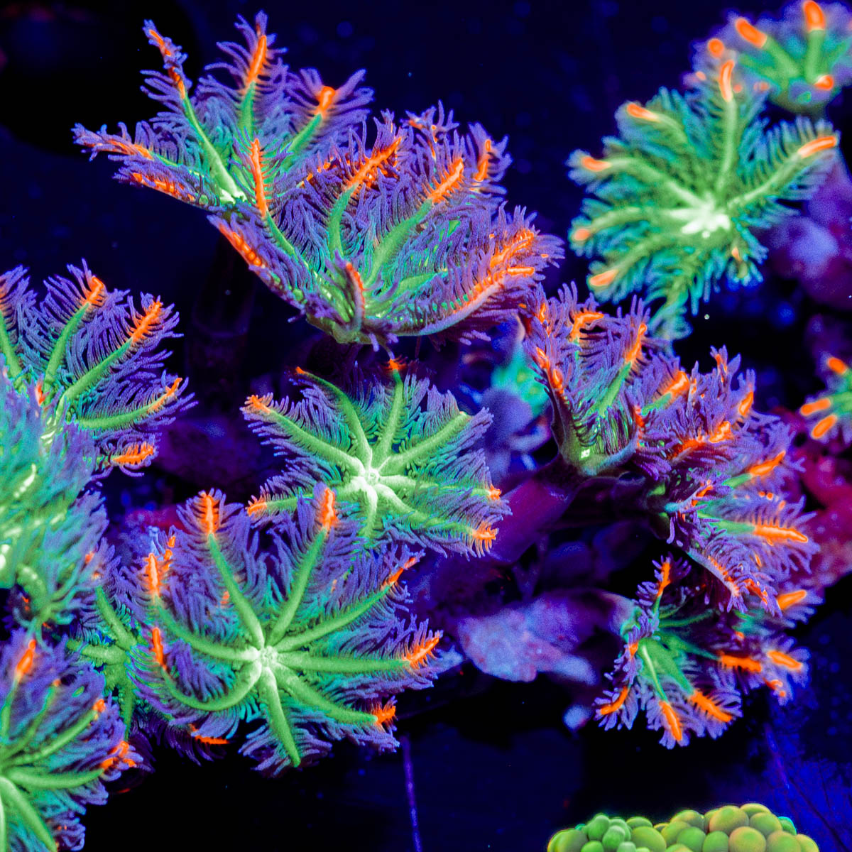 ARC FireWork Clove Polyps 