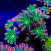 ARC FireWork Clove Polyps 