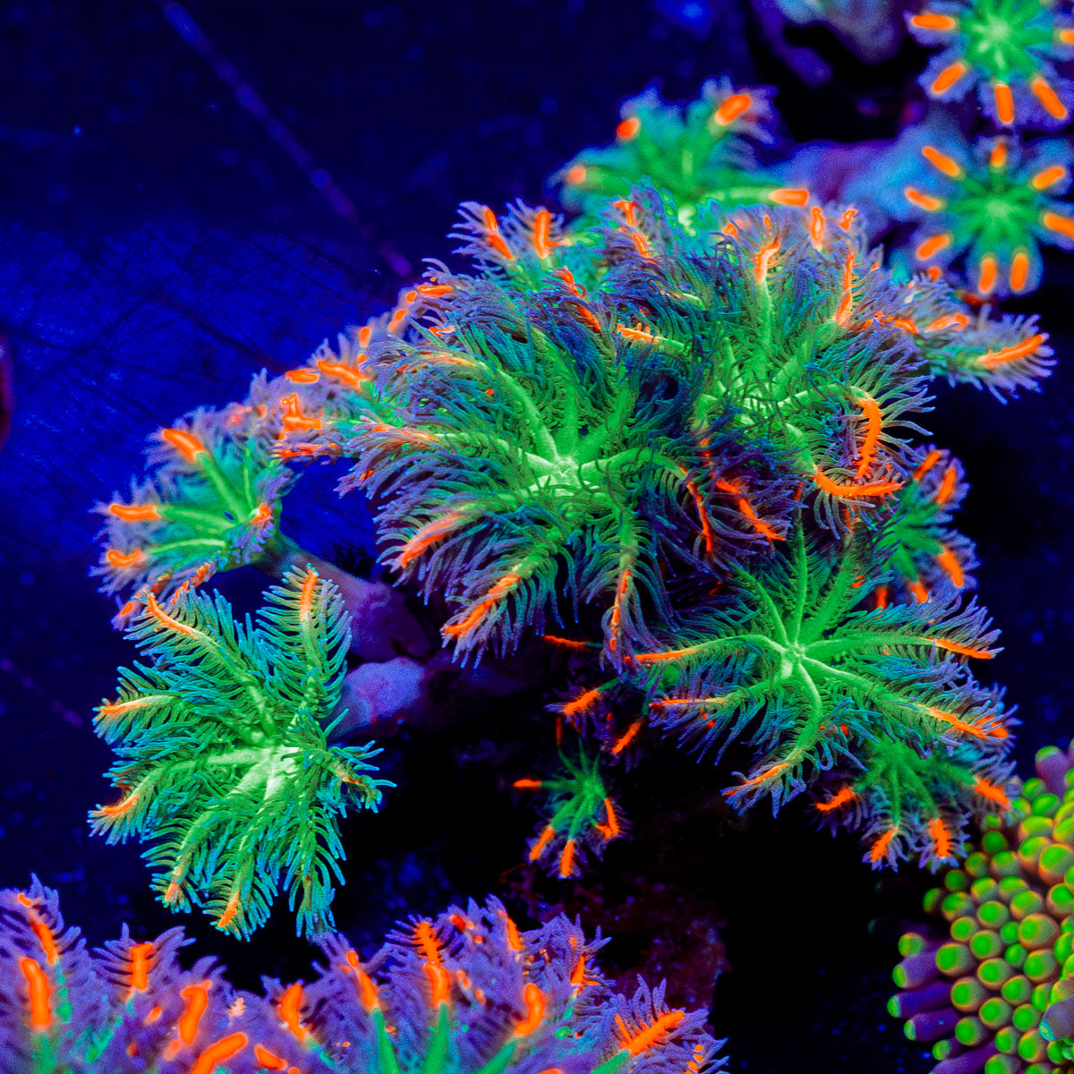 ARC FireWork Clove Polyps 