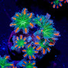 ARC FireWork Clove Polyps 
