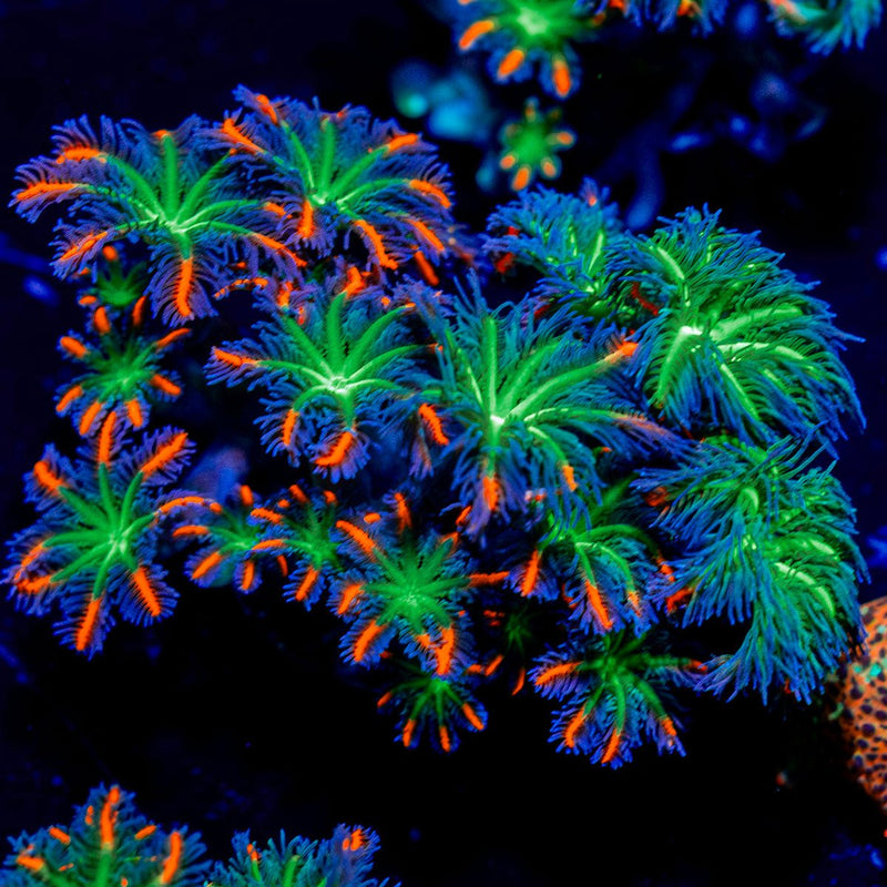 ARC FireWork Clove Polyps