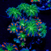 ARC FireWork Clove Polyps 