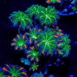 ARC FireWork Clove Polyps 