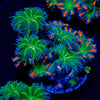 ARC FireWork Clove Polyps 