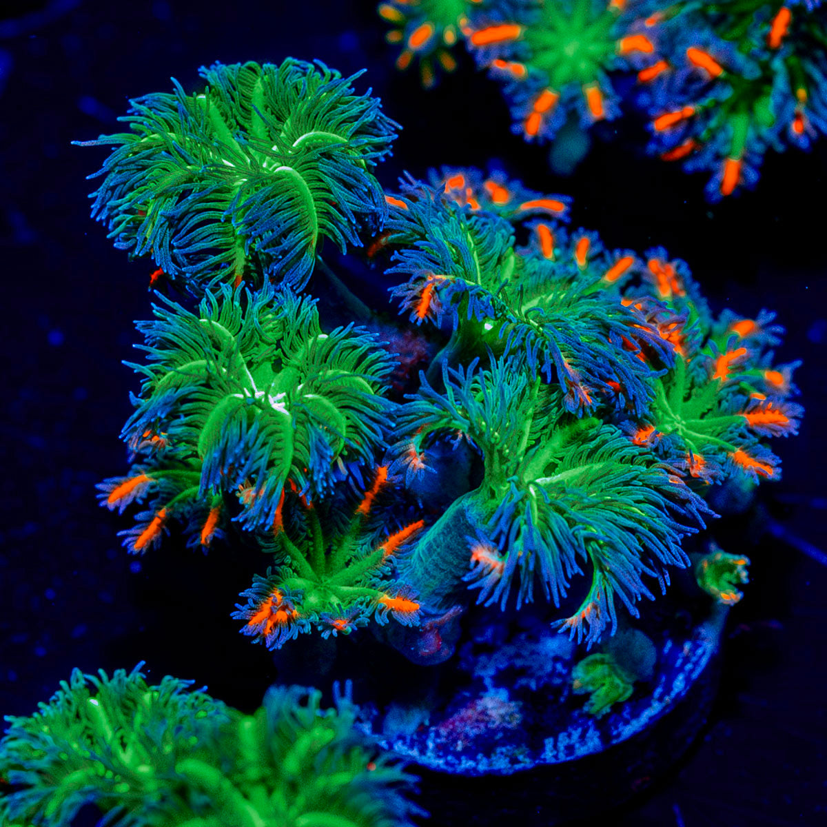 ARC FireWork Clove Polyps 