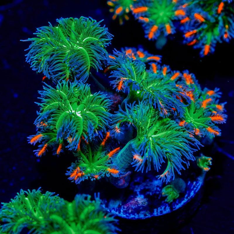 ARC FireWork Clove Polyps