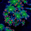 ARC FireWork Clove Polyps 