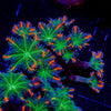 ARC FireWork Clove Polyps 