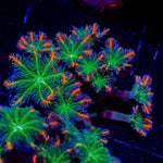 ARC FireWork Clove Polyps 