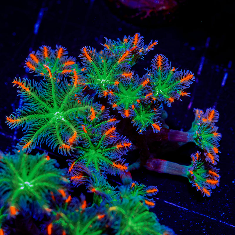 ARC FireWork Clove Polyps