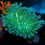 Neon Green Toadstool Leather 