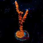 TNT Anacropora 