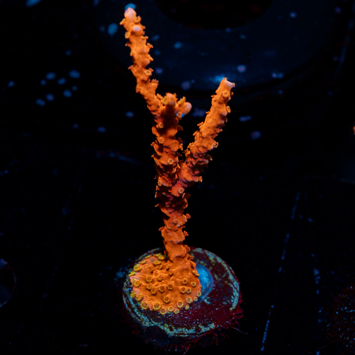 TNT Anacropora 