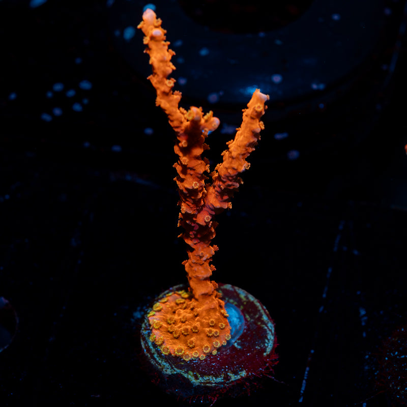 TNT Anacropora