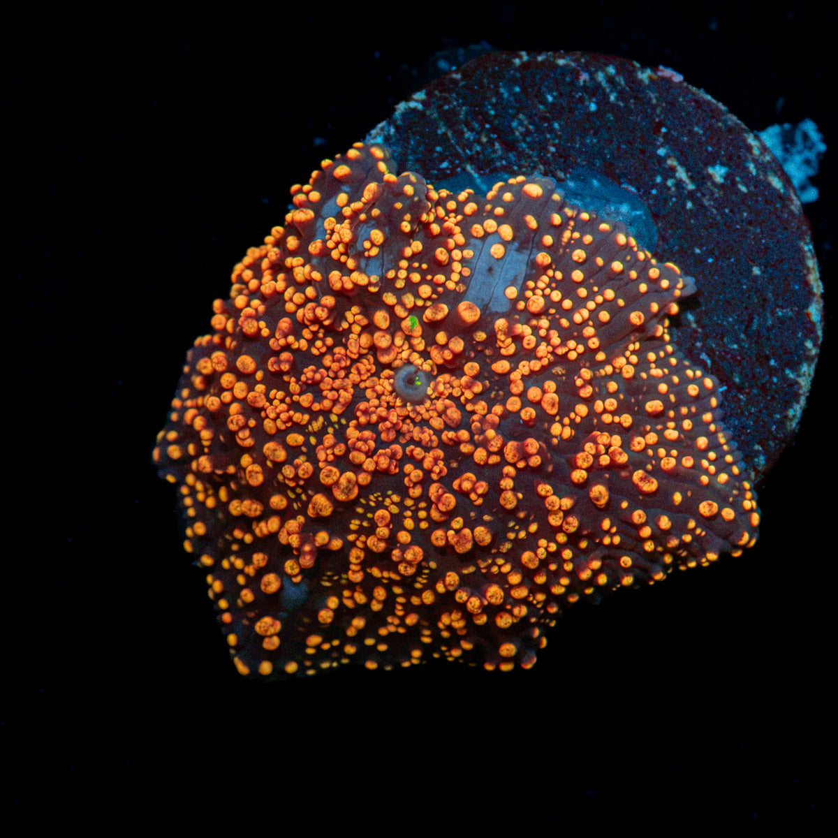 Interstellar Mushroom Coral with mushroom disc in reef aquarium