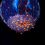 Lava Flow Mushroom Coral with distinct mushroom disc in reef aquarium