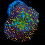 Rainbow Interstellar Mushroom Coral with colorful mushroom disc in reef aquarium