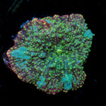 Lunar Interstellar Mushroom Coral with mushroom disc in reef aquarium