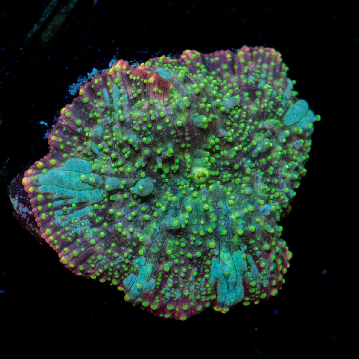 Lunar Interstellar Mushroom Coral with mushroom disc in reef aquarium