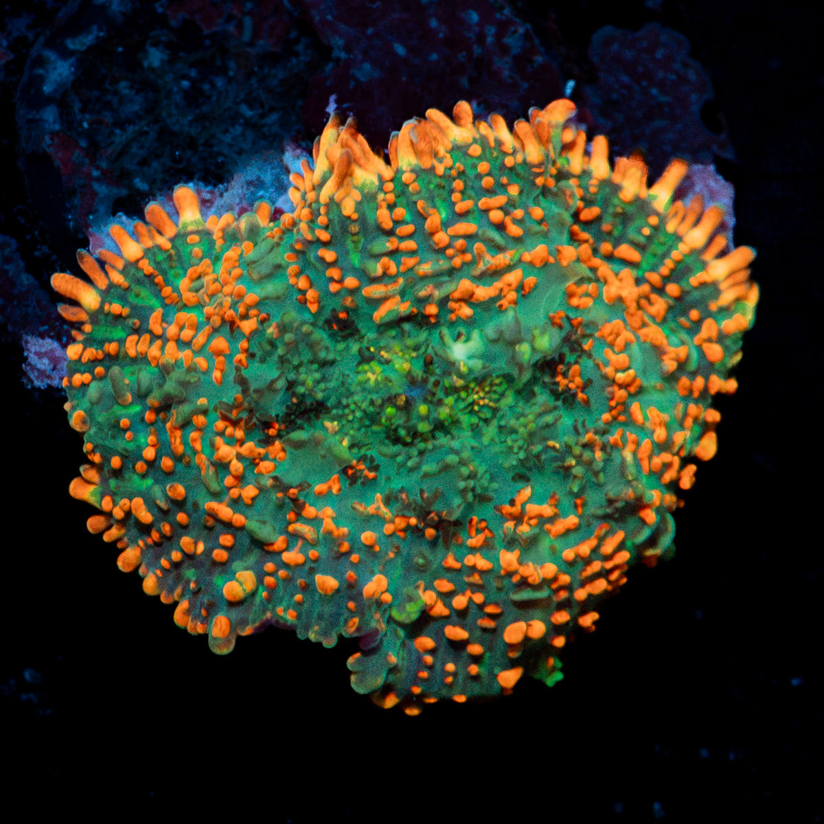 Charmander Mushroom Coral with orange mushroom disc in reef aquarium
