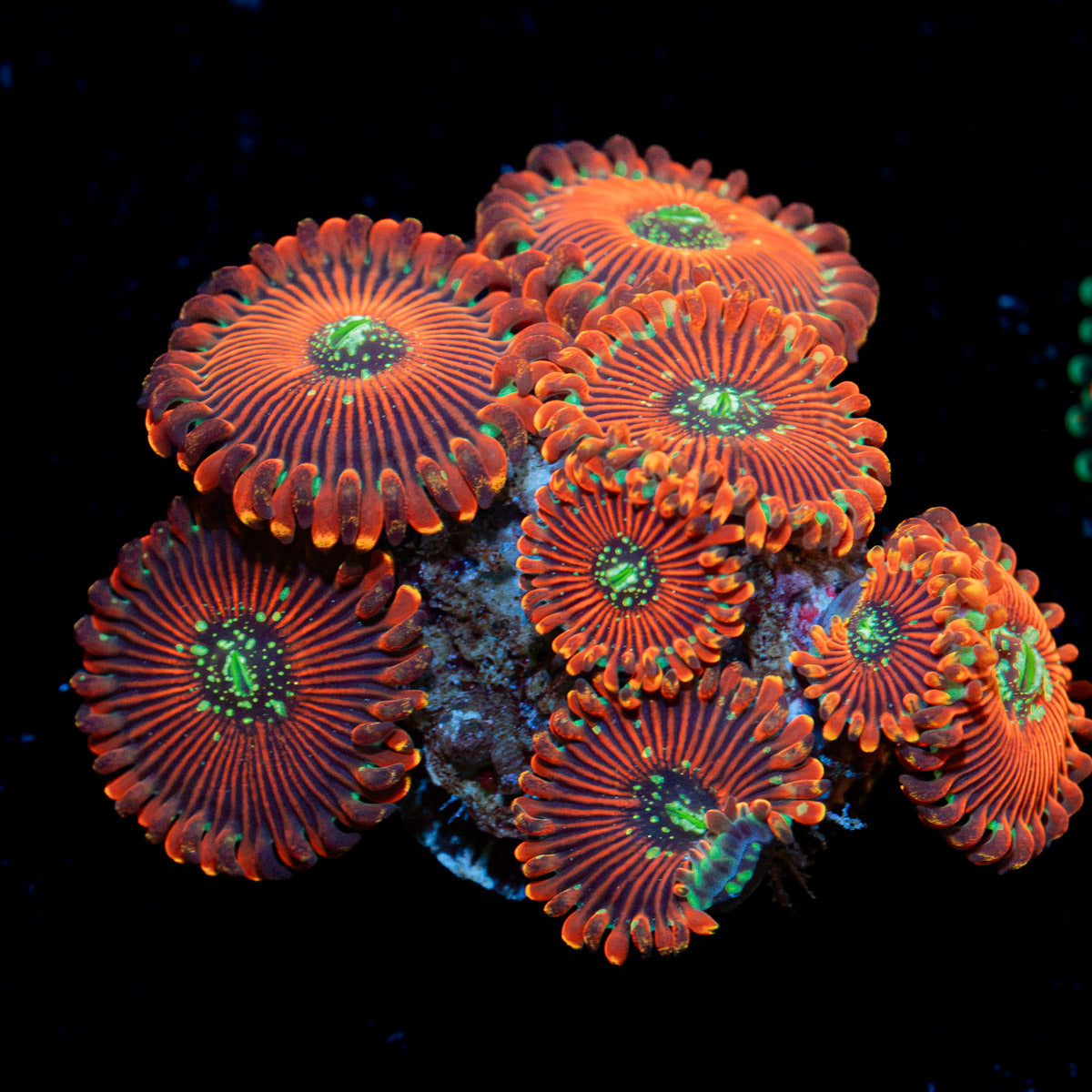 Dark Magician Zoanthid Coral with colony growth in reef aquarium