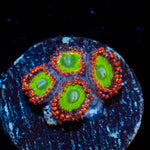 Candy Apple Red Zoanthid Coral colony growth in reef aquarium