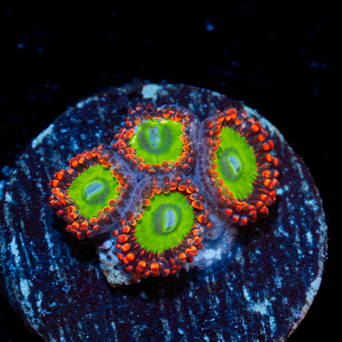 Candy Apple Red Zoanthid Coral colony growth in reef aquarium