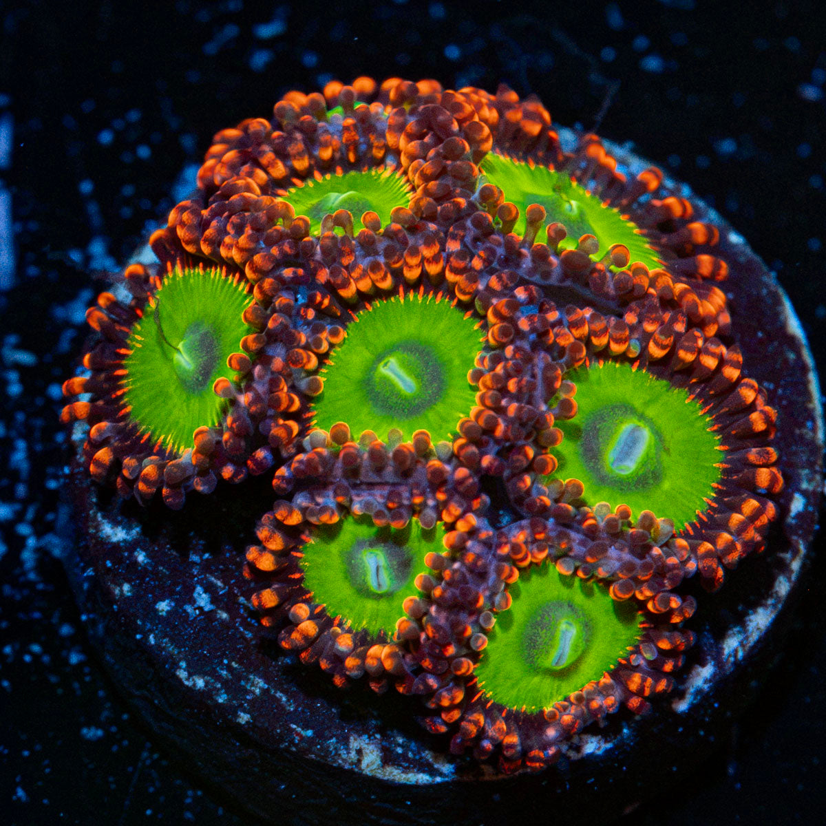 Candy Apple Red Zoanthid Coral colony growth in reef aquarium