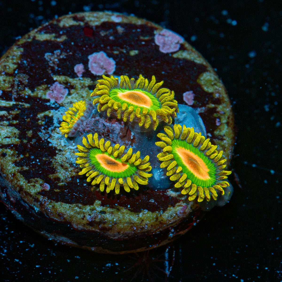 Rasta Zoanthid Coral colony growth in reef aquarium
