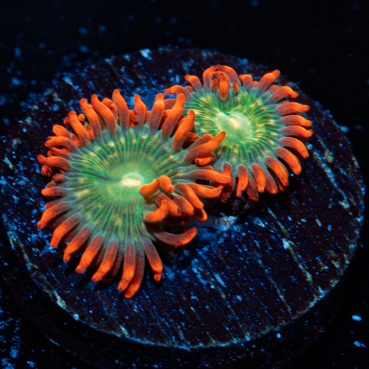 Blueberry Yum Yum Zoanthid Coral colony growth in reef aquarium