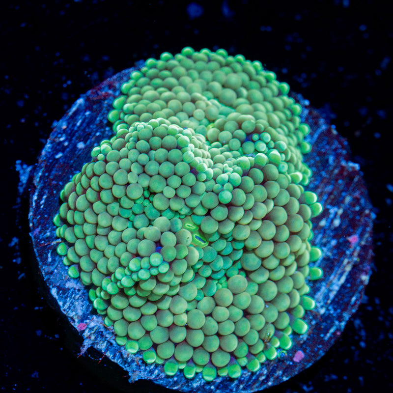 Green Ricordea Mushroom Coral