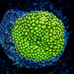 Lime Green Ricordea Mushroom Coral
