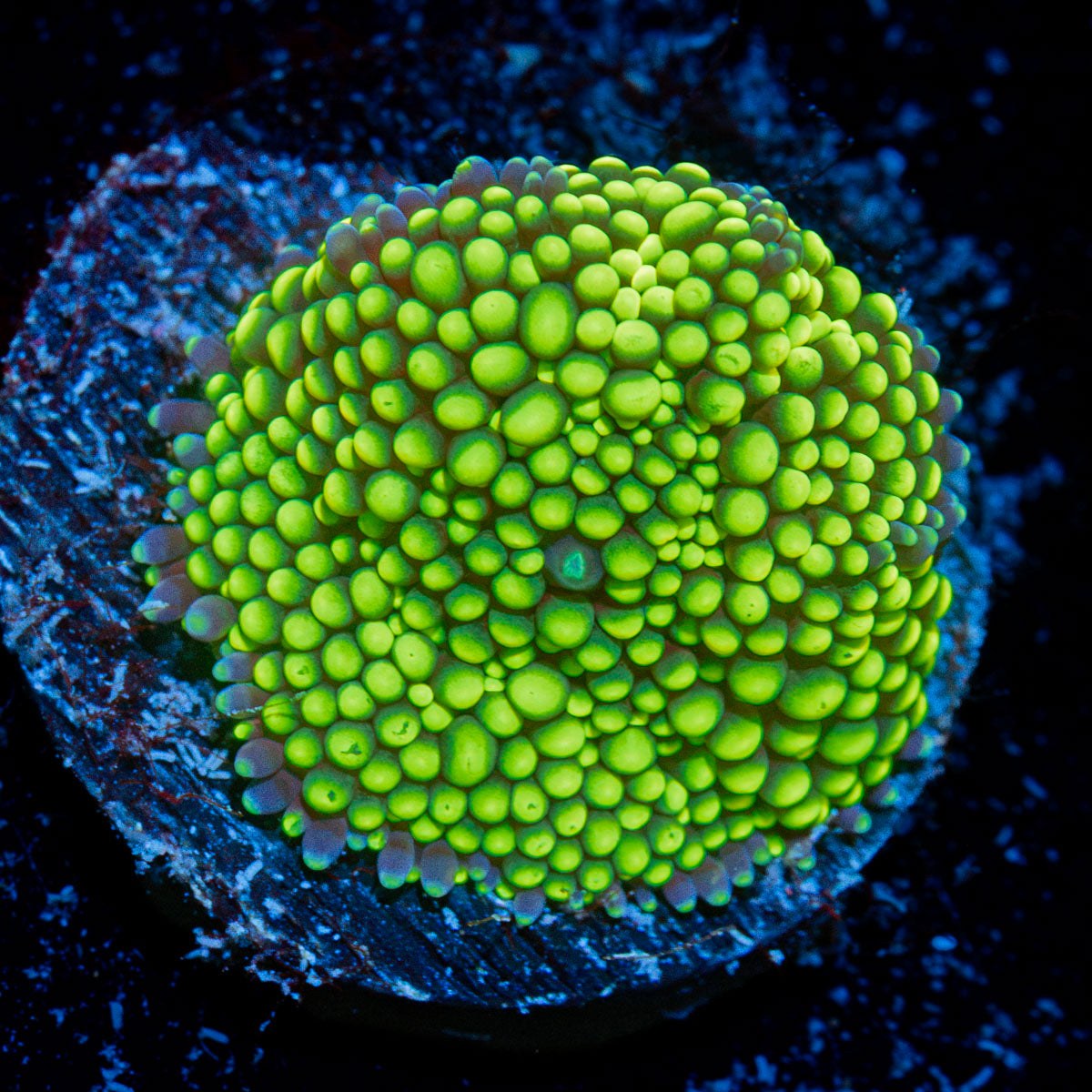 Lime Green Ricordea Mushroom Coral