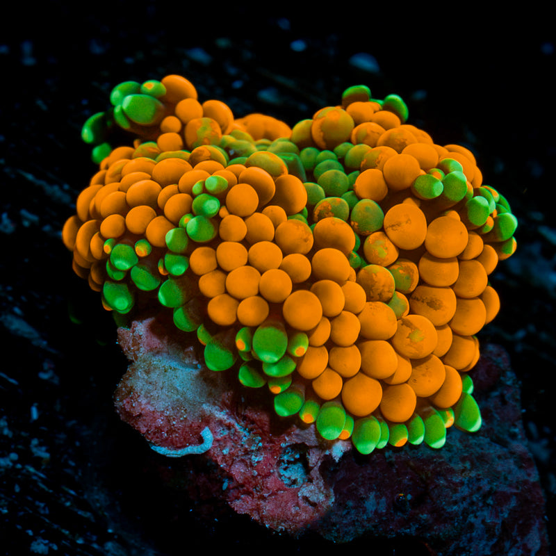 Orange Ricordea Mushroom Coral