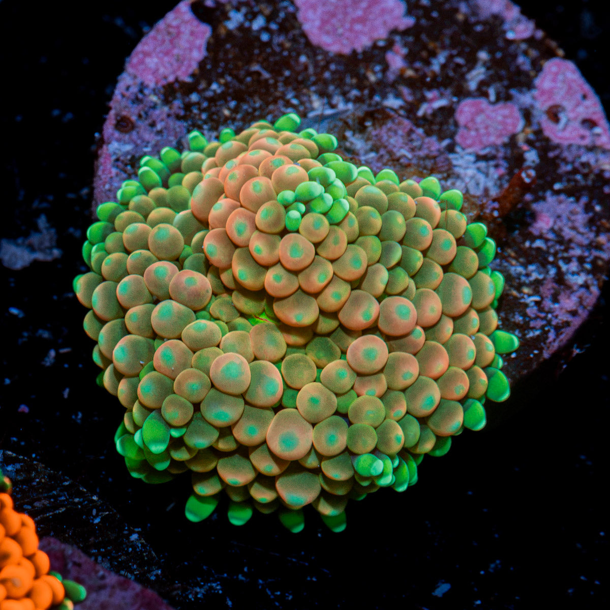 Pinky Ricordea Mushroom Coral
