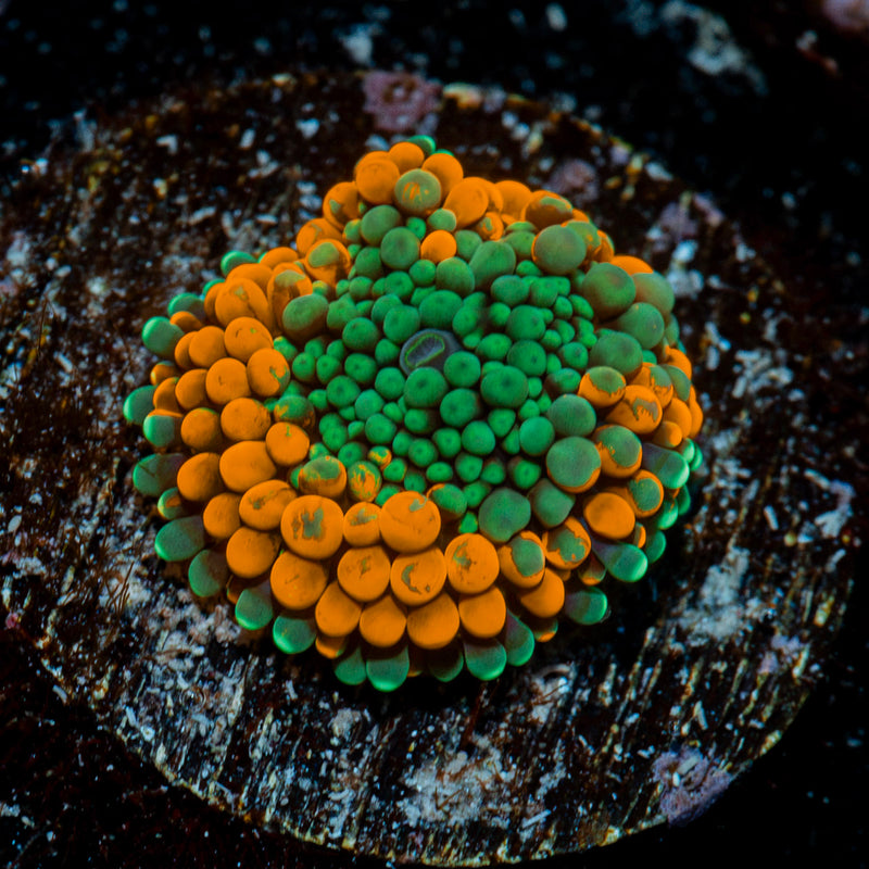 Orange Ricordea Mushroom Coral