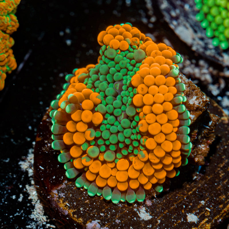 Orange Ricordea Mushroom Coral