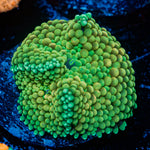 Green Ricordea Mushroom Coral