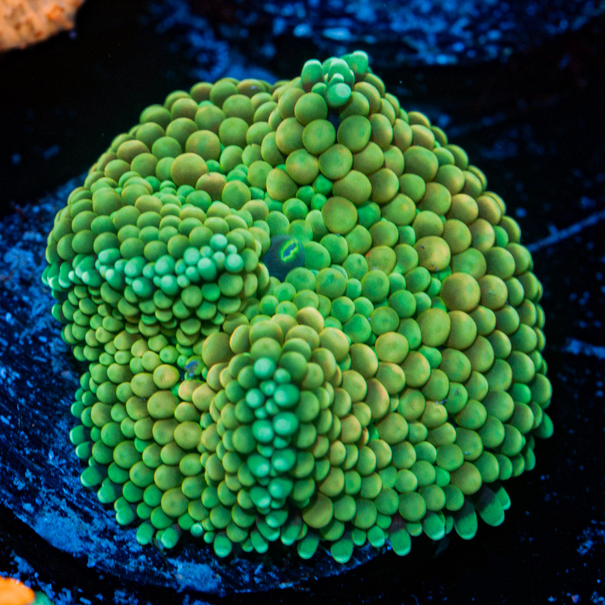 Green Ricordea Mushroom Coral