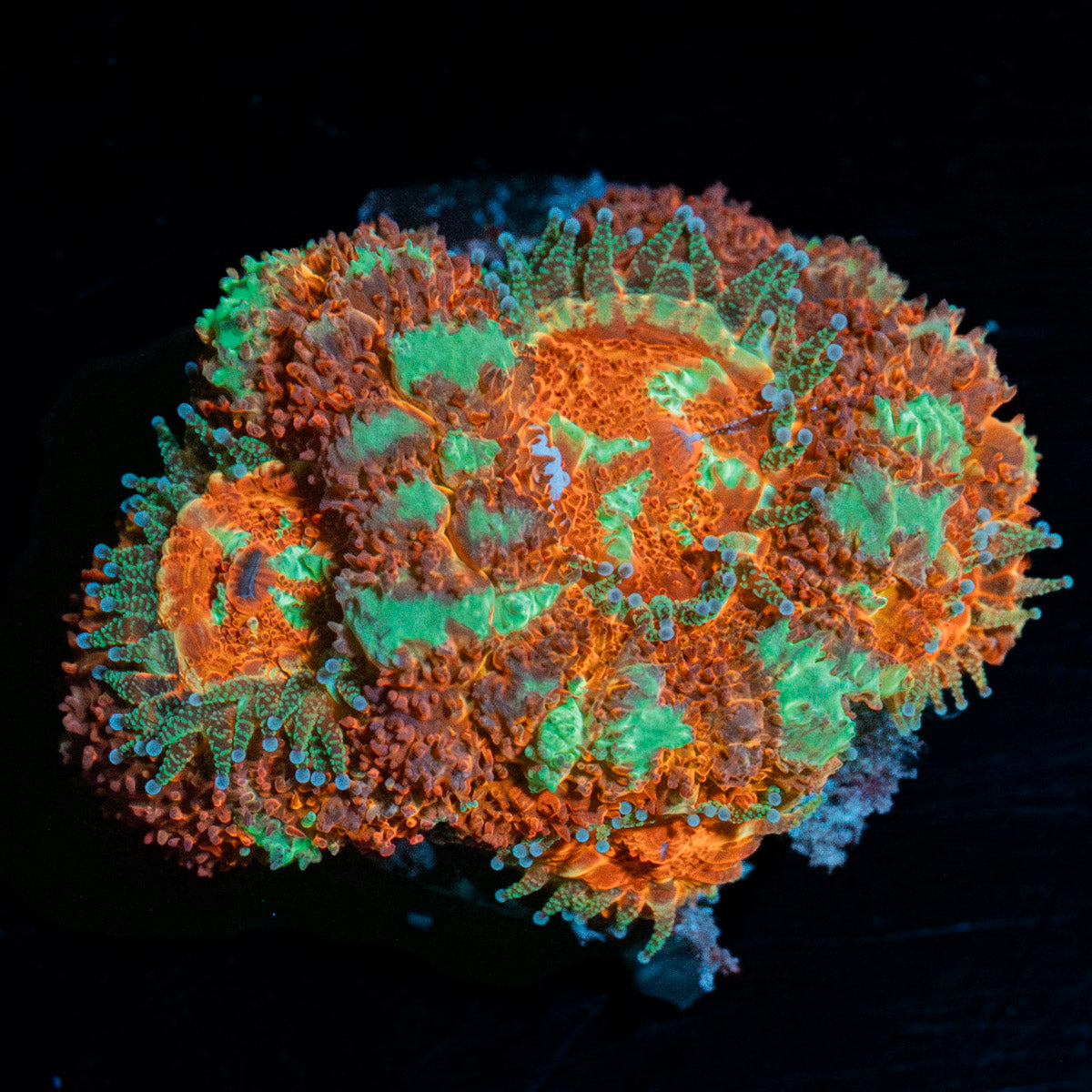 Acan / Micromussa 