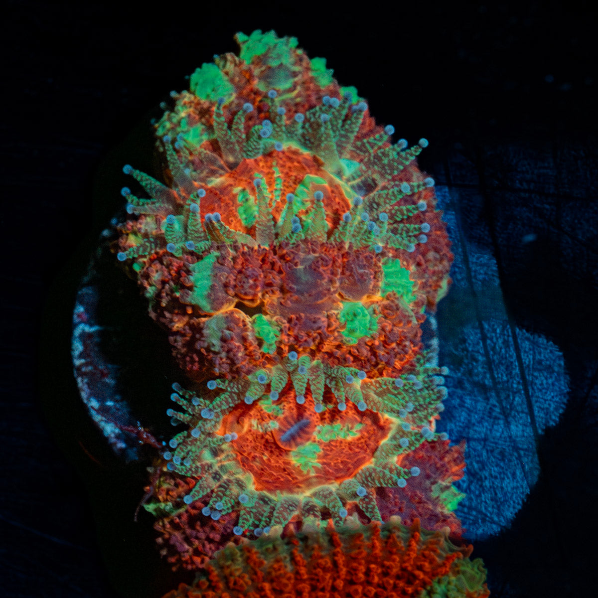 Acan / Micromussa 