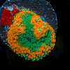 Orange Ricordea Mushroom 