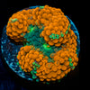 Orange Ricordea Mushroom 