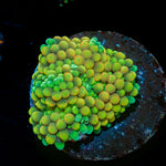 Bi color Ricordea Mushroom 