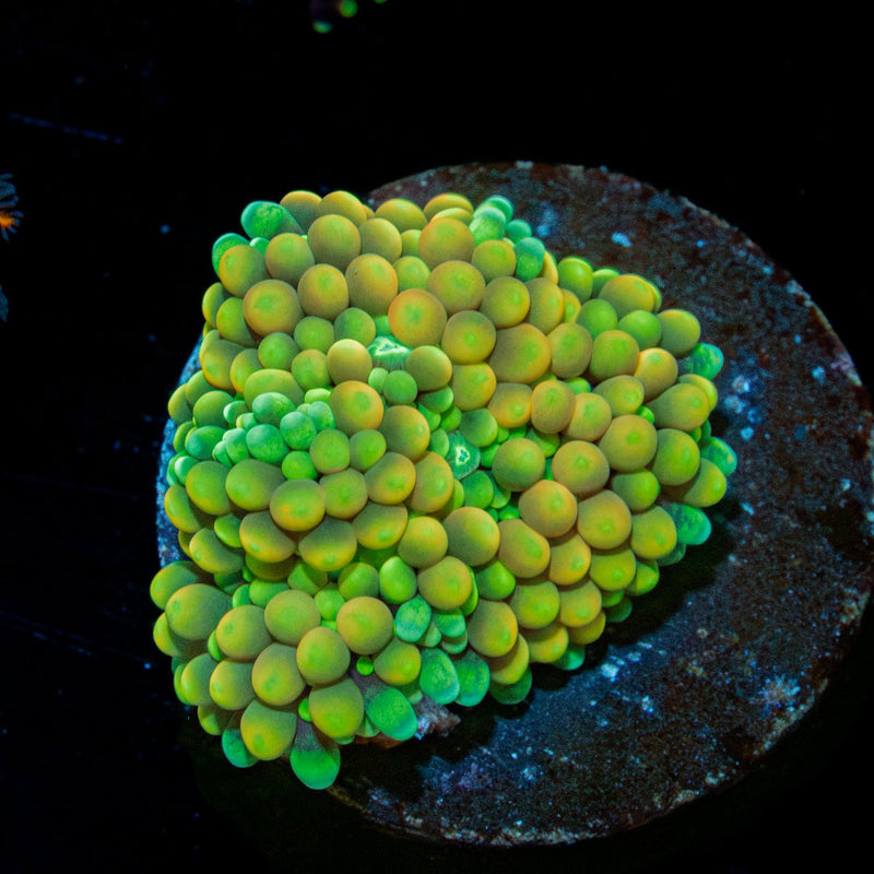 Bi color Ricordea Mushroom