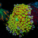 Royal Ricordea Mushroom 