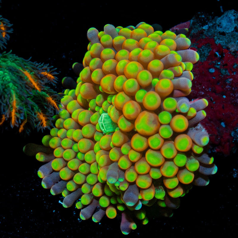 Royal Ricordea Mushroom