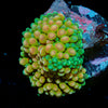 Royal Ricordea Mushroom 