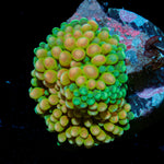 Royal Ricordea Mushroom 