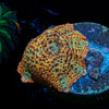 Leopard Mushroom 